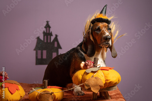 Cachorro com fantasia de bruxa para Halloween