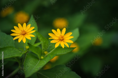 Melampodium is a genus of flowering plants in the sunflower family | Asteraceae, Asteroideae, Plantae