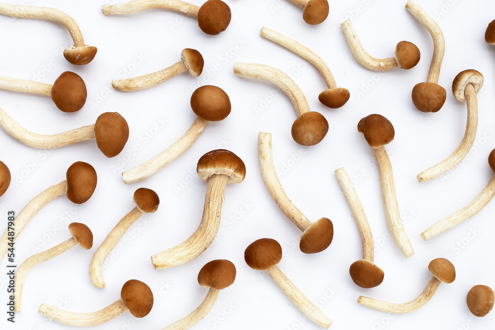 Yanagi Matsutake mushroom on white background.