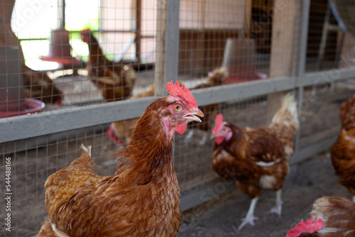Hens in the chicken farm. Organic poultry house.