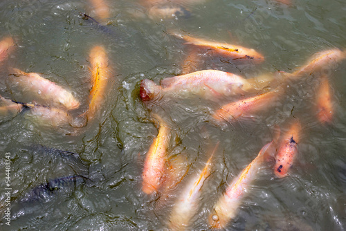 Red tilapia fish in the pond