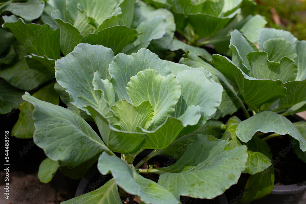 Gren cabbages growing in pots Gren cabbages growing in pots