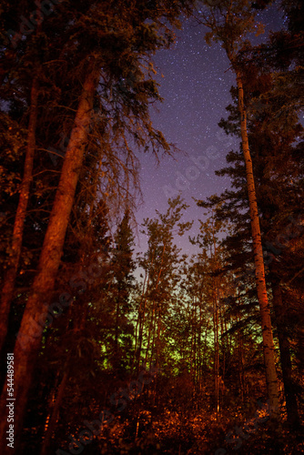 forest at night