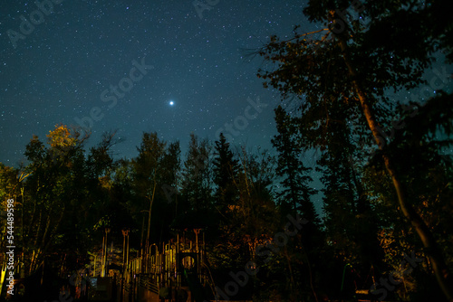 forest at night