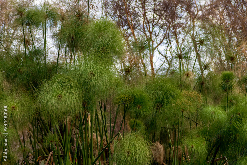 Cyperus papyrus plants in Lake Naivasha in Kenya Cyperus papyrus plants in Lake Naivasha in Kenya