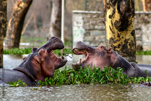 Hippos fighting in Lake Naivasha in Kenya