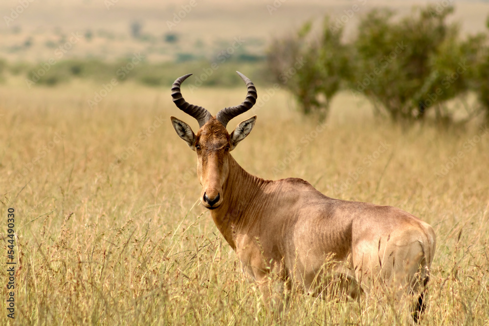 Hartebeest, antelope in Masai Mara National Reserve in Kenya Hartebeest, antelope in Masai Mara National Reserve in Kenya