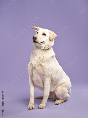 portrait of a beautiful dog lilac background. Mix of breeds. Sweet Pet in the studio © annaav