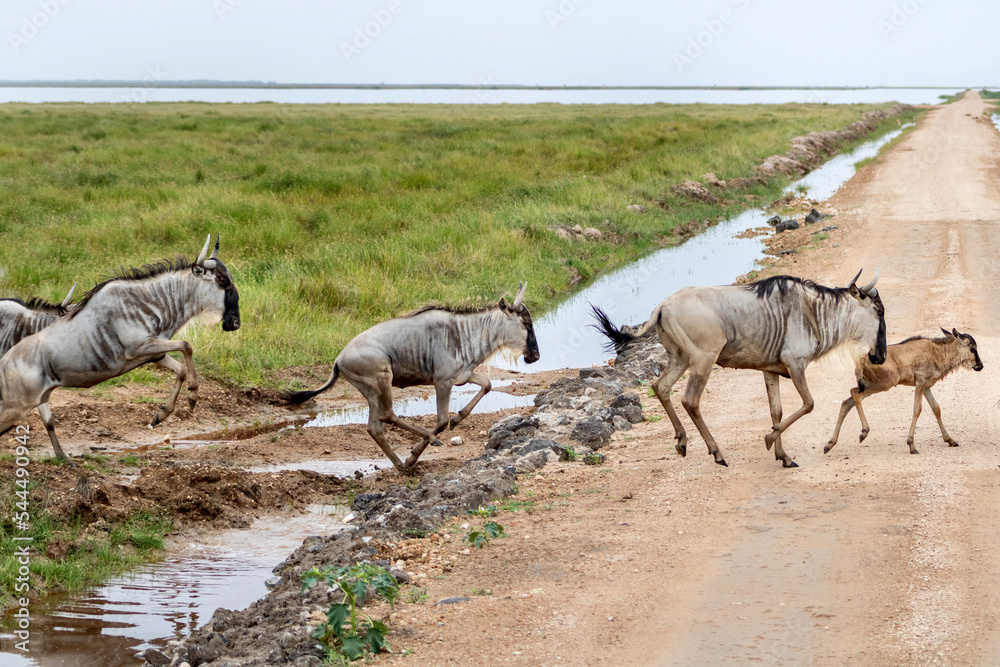 Fototapeta premium Wildebeest running across road at Amboseli National park in Kenya
