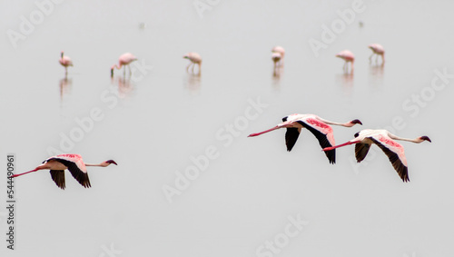 Lesser flamingos at Amboseli National park in Kenya photo