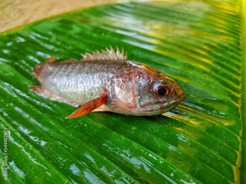 Anabas fish on green banana leaf HD photo