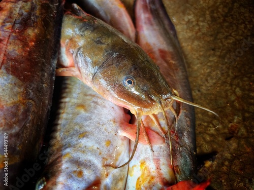 Pile of big magur clarias catfish after farming photo