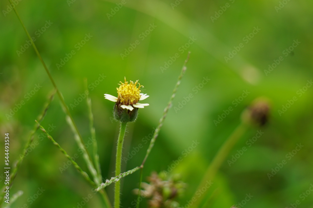 Bidens pilosa (also called ketul kebo, ketul sapi, jaringan, caringan, lanci thuwa, lancing thuwa, cing-lancingan, Spanish Needle, Blackjacks, Beggar ticks) with a natural background Bidens pilosa (also called ketul kebo, ketul sapi, jaringan, caringan, lanci thuwa, lancing thuwa, cing-lancingan, Spanish Needle, Blackjacks, Beggar ticks) with a natural background