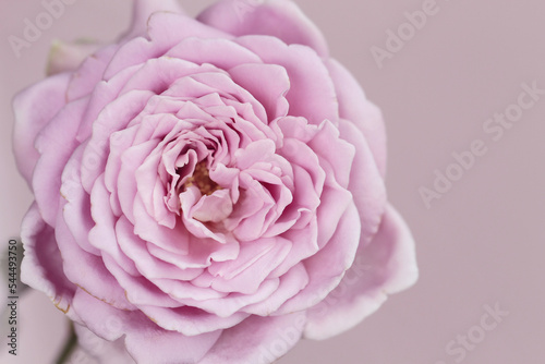 purple rose on purple background