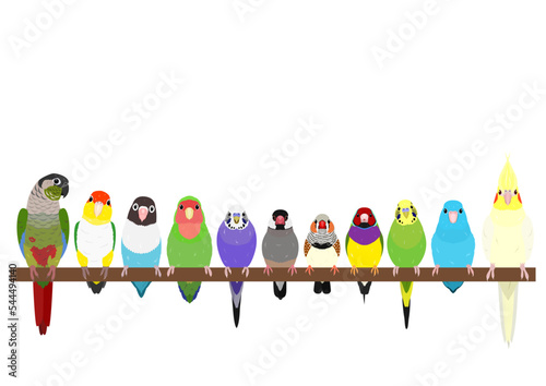 pet birds perching in a row Fototapet
