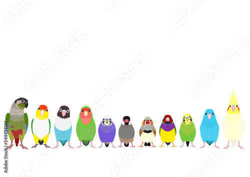 pet birds standing in a row