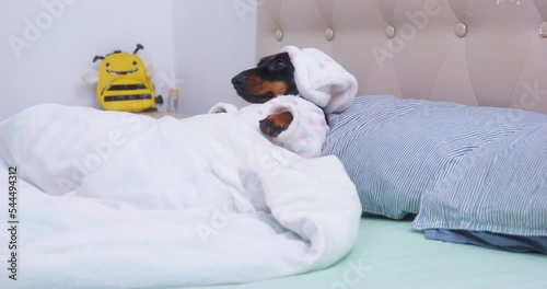 Innocent little puppy in pajamas, nightcap wakes up morning stretches in bed rubs his eyes lies on pillow. lazy morning carefree childhood sweet dream on day off cozy dog-friendly hotel room large bed photo