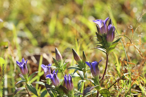 blue gentian flower photo