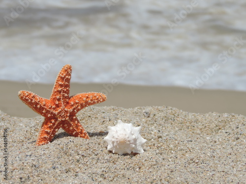orange starfish and withe sea shell on the sand at the beach on a sunny day hollidays, vacations photo