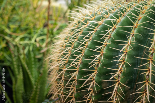Close up of Golden barrel cactus (Echinocactus grusonii) thorn. Golden barrel cactus is popular for ornamental plant in contemporary garden designs.