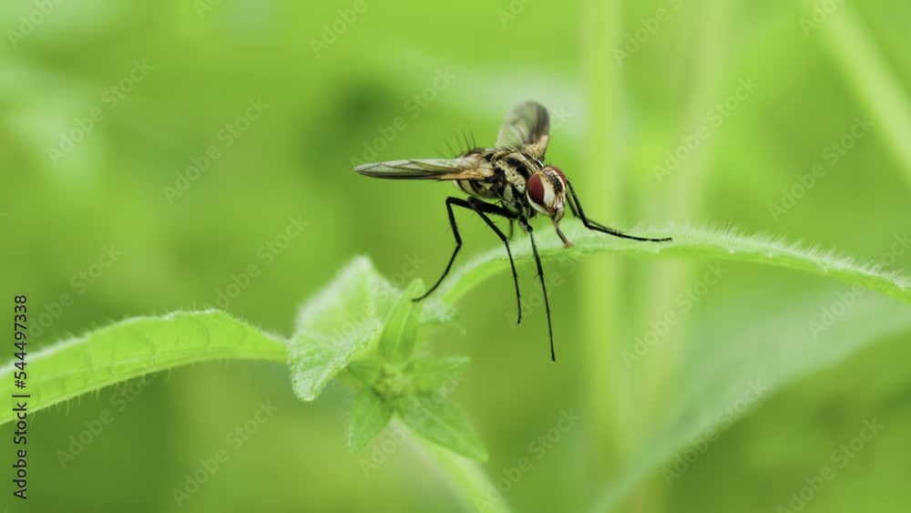 A fly with a striped body is perched on the surface of a wild grass leaf A fly with a striped body is perched on the surface of a wild grass leaf