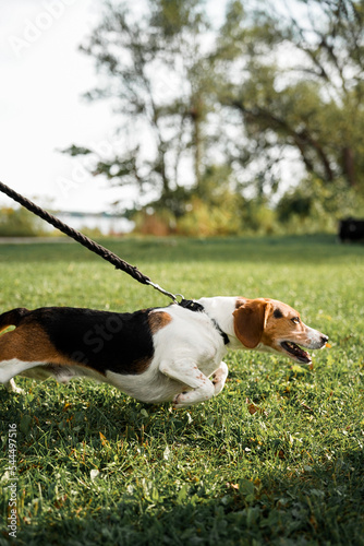 Tapety artystyczne beagle pulling on the leash