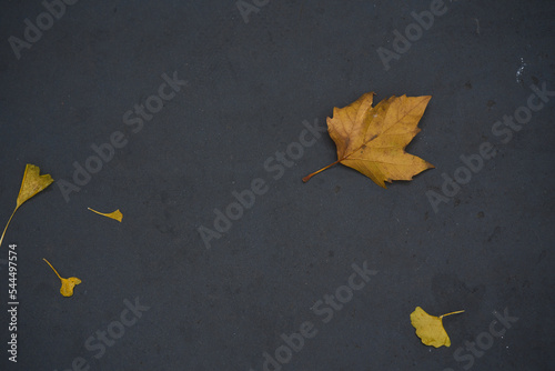 autumn leaves on a concrete background