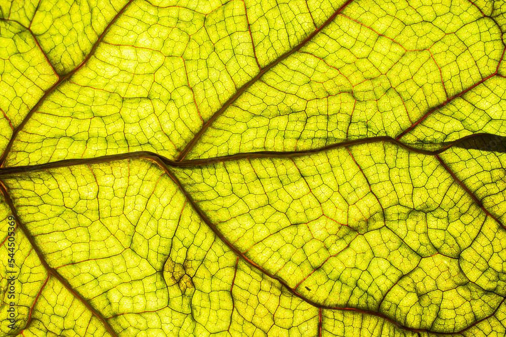 Obraz premium Close up detail of a beautiful backlit green leaf with veins and cellular structure patterns.
