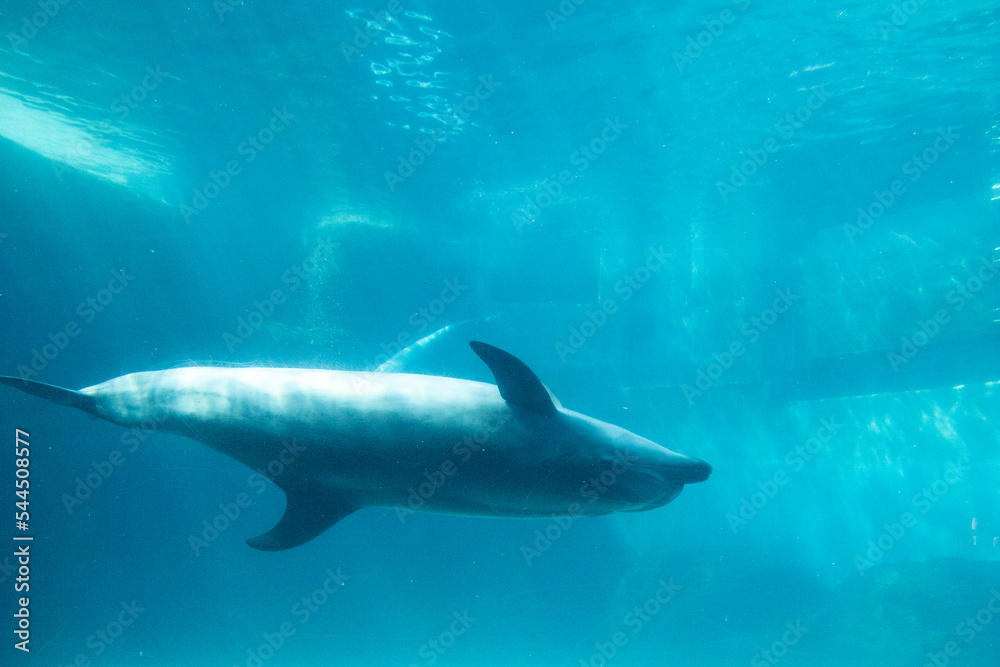 Naklejka premium イルカ