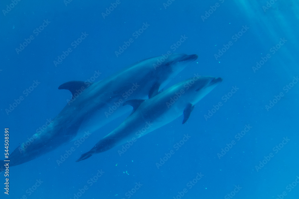Fototapeta premium イルカ