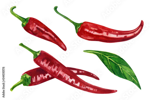Hot chili pepper. A set of watercolor illustrations of fresh seasoning. The elements are isolated on a white background.