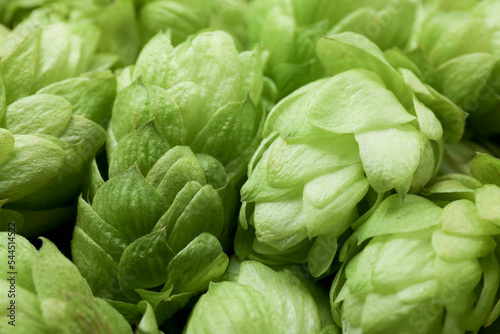 Fresh ripe green hops as background, closeup