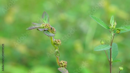 Euphorbia hirta (Patikan kebo, asthma-plant) with natural background. This is a pantropical weed, possibly native to India. It is a hairy herb that grows in open grasslands, roadsides and pathways. photo