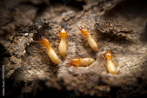Group of the small termite on decaying timber. The termite on the ground is searching for food to feed the larvae in the cavity. photo