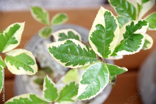 斑入りのヤブコウジ
