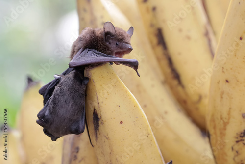 A mother microchiroptera bat is eating a banana while nursing her two cubs. This small bat has the scientific name microchiroptera sp.
