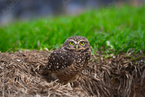 A burrowing owl (Athene cunicularia), or Coruja-buraqueira, on the banks of the Guaporé - Itenez river, Pimenteiras do Oeste, Rondonia state, Brazil, on the border with Beni Department, Bolivia photo