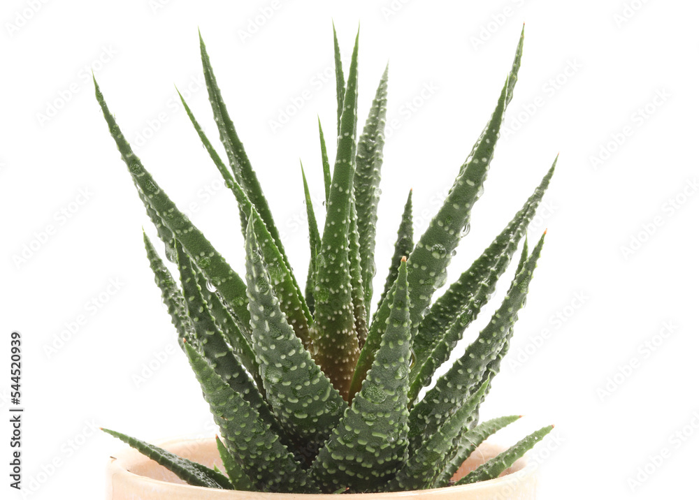 Close up einer Aloe vera Pflanze im Blumentopf Close up einer Aloe vera Pflanze im Blumentopf