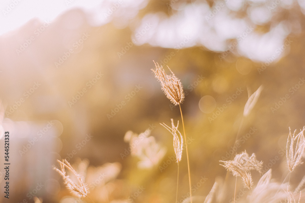 grass grass