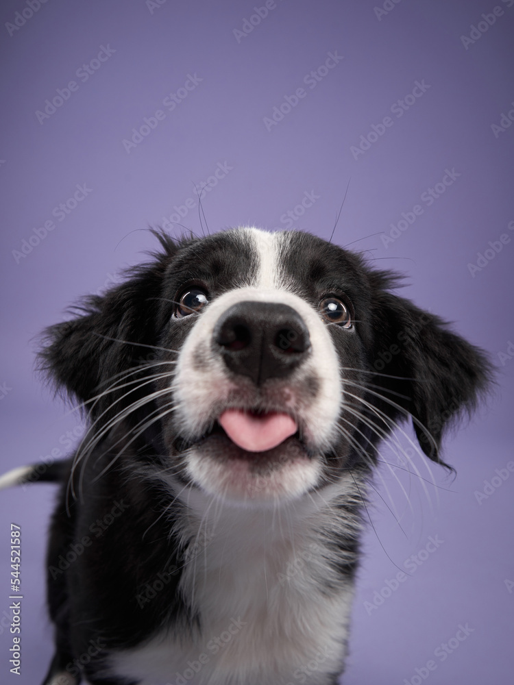 funny puppy on purple background. Border collie dog with funny muzzle, emotion funny puppy on purple background. Border collie dog with funny muzzle, emotion