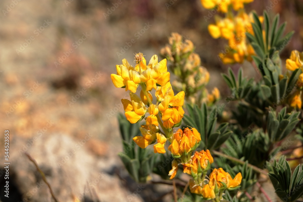A close-up of a Yellow Lupine flower in the hills of the Diablo Range