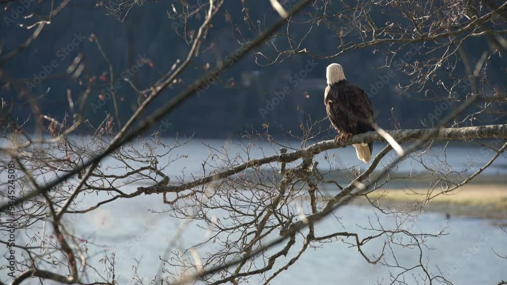 Eagle Perched in a Strong Wind 4K UHD. A Bald Eagle perches on a tree branch in a heavy wind. 4K. UHD.
Eagle Perched in a Strong Wind 4K UHD. A Bald Eagle perches on a tree branch in a heavy wind. 4K. UHD.