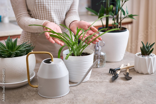 Potted House plants with gardening tools on concrete table