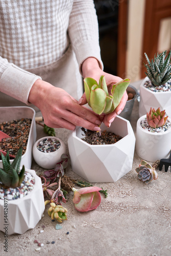 Woman holding Echeveria Succulent rooted cutting Plant with roots ready for planting