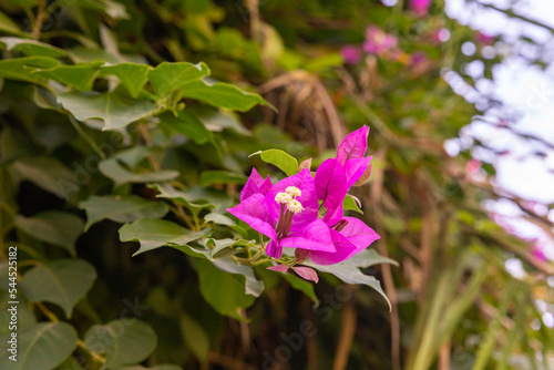 Nature  in the Mekorot HaYarkon Gan Leumi Yarkon, located near the city of Petah Tikva in the center of Israel photo