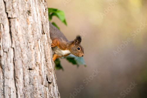 Cute european red squirrel looking curiously from behind a tree branch - with copy space