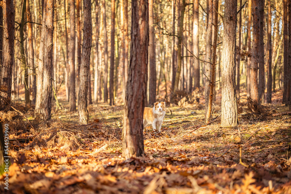 Border collie dog in autumn forest. Border collie dog in autumn forest.