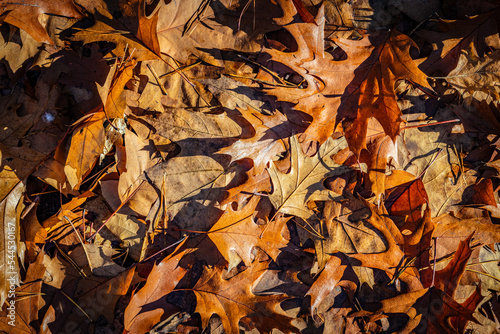 Autumn leaf background. Fall backdrop. © Jiri Hera