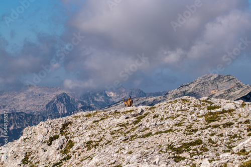 Alpine ibex picture taken in Julian alps, Slovenia 