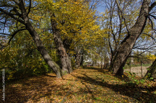 Fototapeta Naklejka Na Ścianę i Meble -  Park w Iwoniczu 